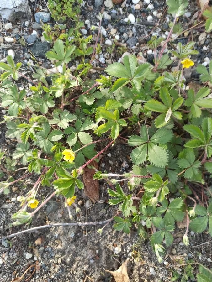 Fleurs de la Potentille du Canada avec des fleurs jaunes sur des plantes basses et etalees
