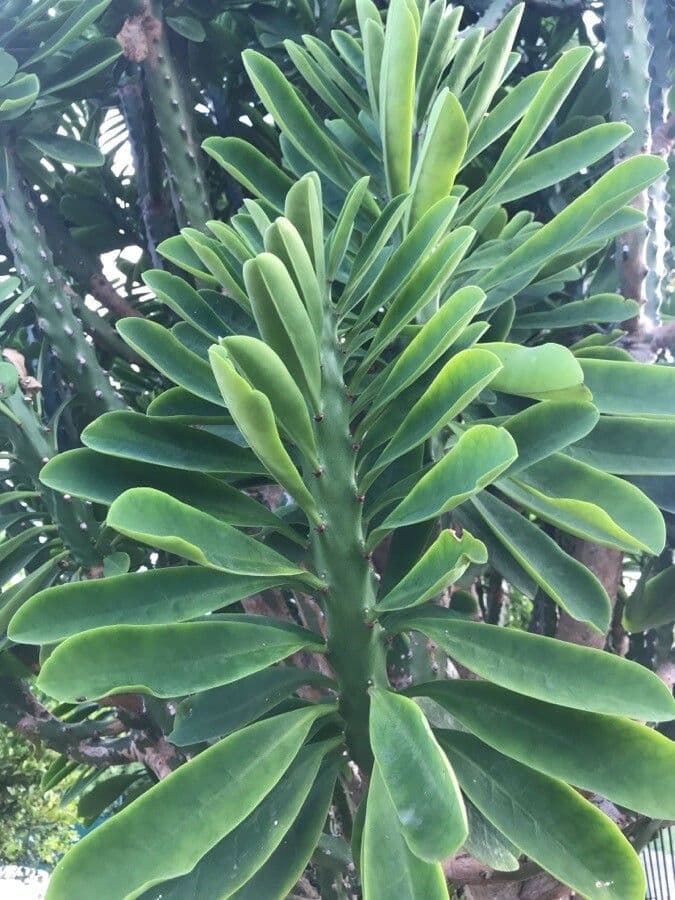 Gruene Aste von Euphorbia neriifolia mit roten Blueten in Trauben
