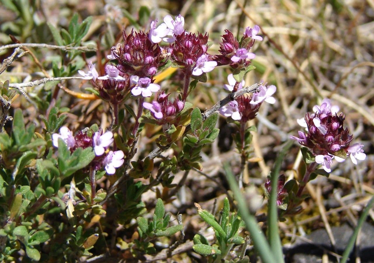Fleurs de Thymus dolomiticus