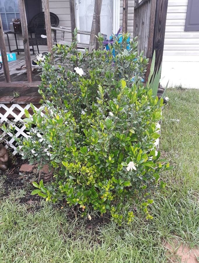 Gardenia taitensis met witte bloemen