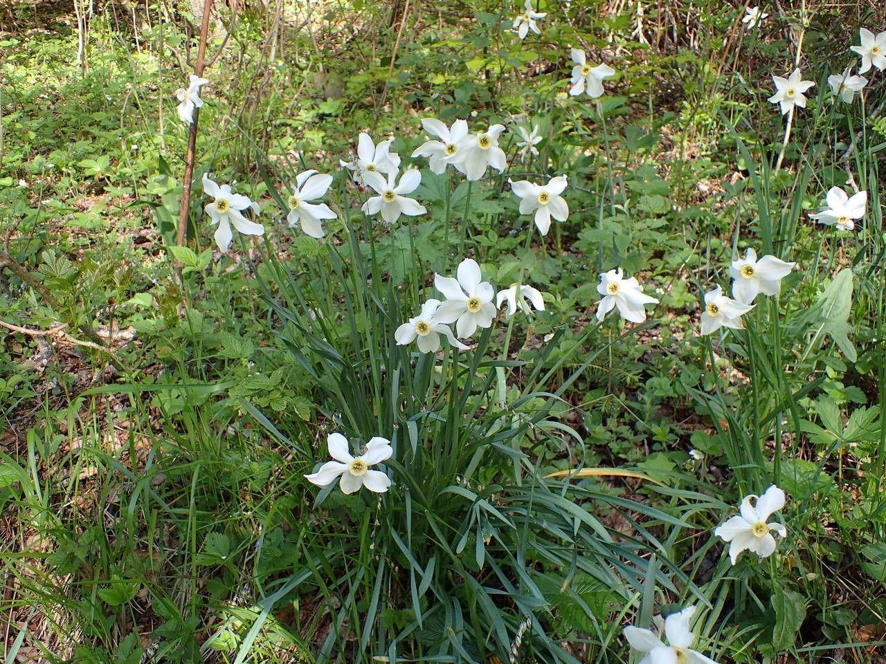 Dichternarzisse in voller Blüte, weiße Blütenblätter mit gelb-oranger Krone, wächst auf sonnigem Beet