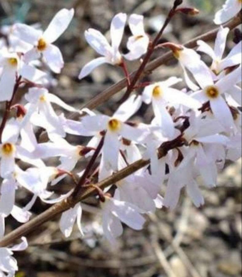 Gros plan des fleurs blanches en forme d'étoile d'Abeliophyllum distichum sur des branches nues sous le soleil d'hiver