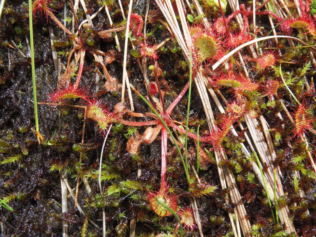 Ronde zonnedauw met glinsterende druppels op ronde bladeren in vochtige, zure grond