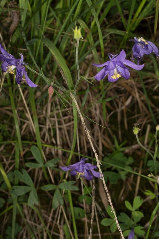 Aquilegia einseleana displaying characteristic purple flowers in Alpine landscape