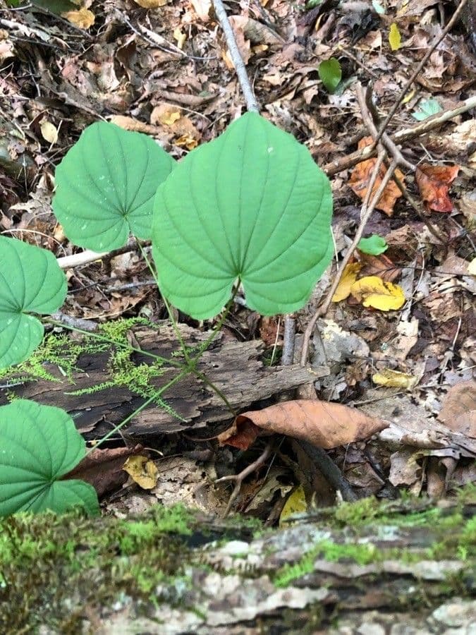 Dioscorea villosa vigne avec feuilles en forme de coeur