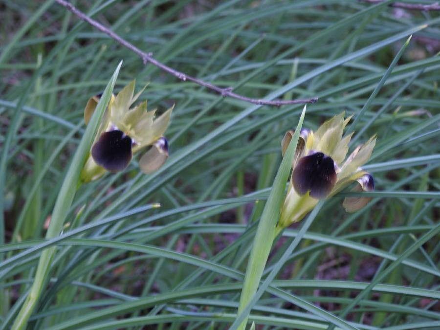 Hermesfinger in voller Blüte auf einem sonnigen, gut durchlässigen Hang