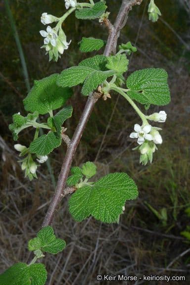 Ribes indecorum White-flower currant white flowers