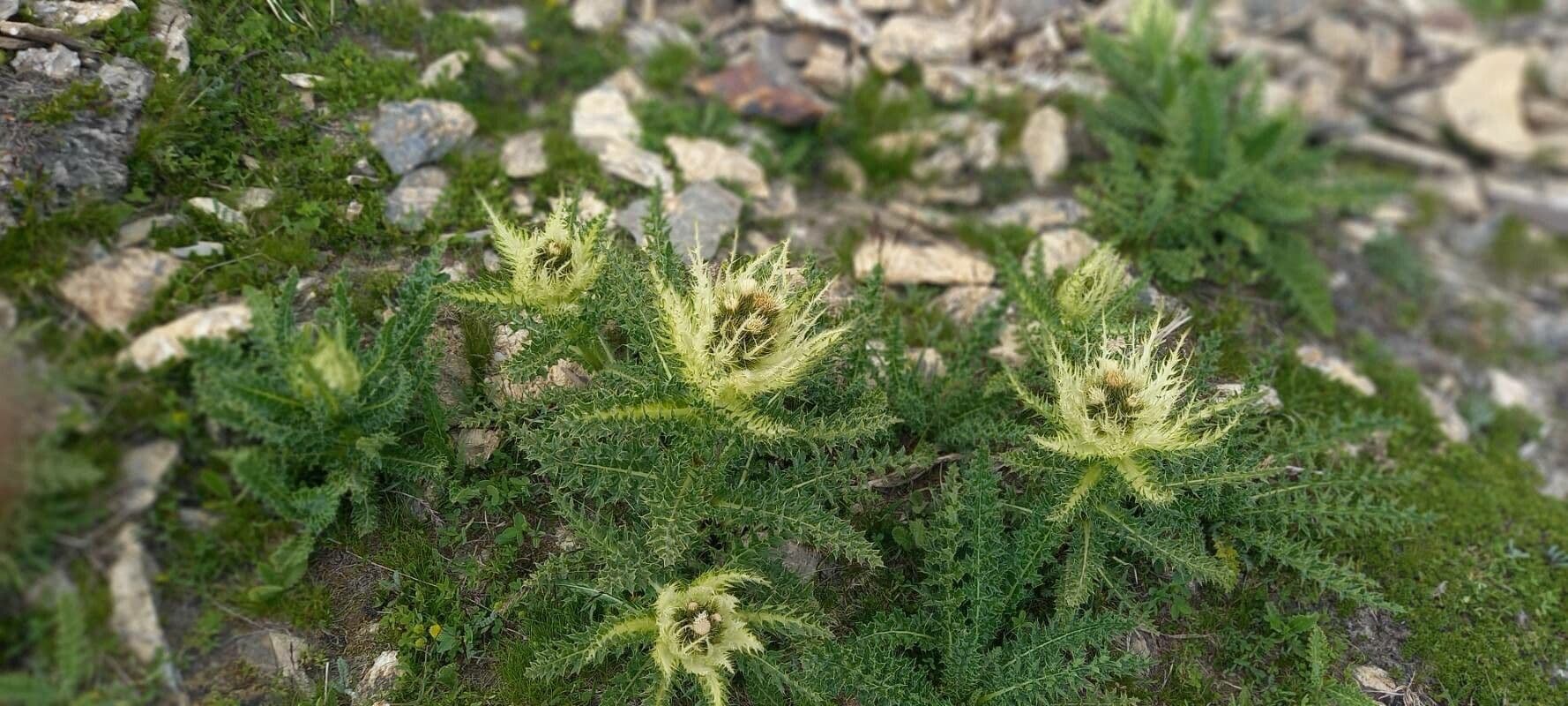Alpen-kratzdistel met paarse bloemen en zeer stekelige bladeren