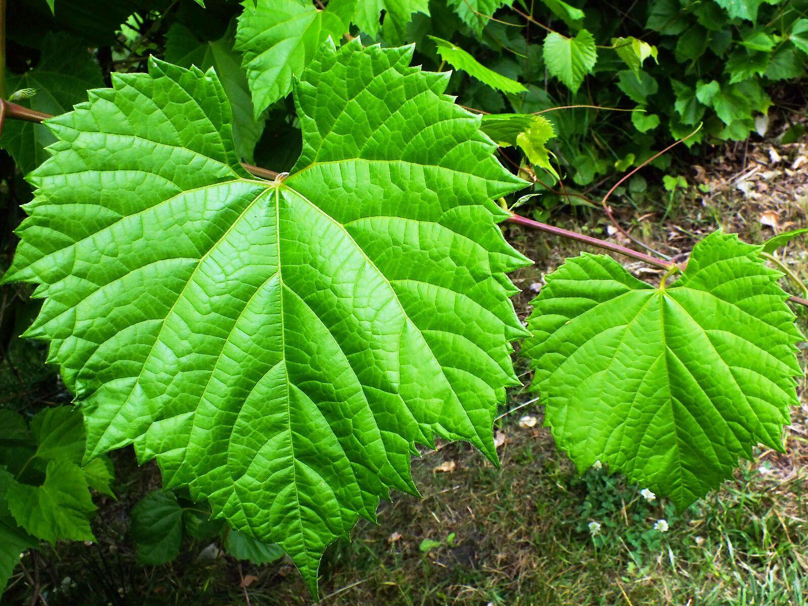 Amurrebe in Herbstfarben, rankt an einer Holzpergola entlang