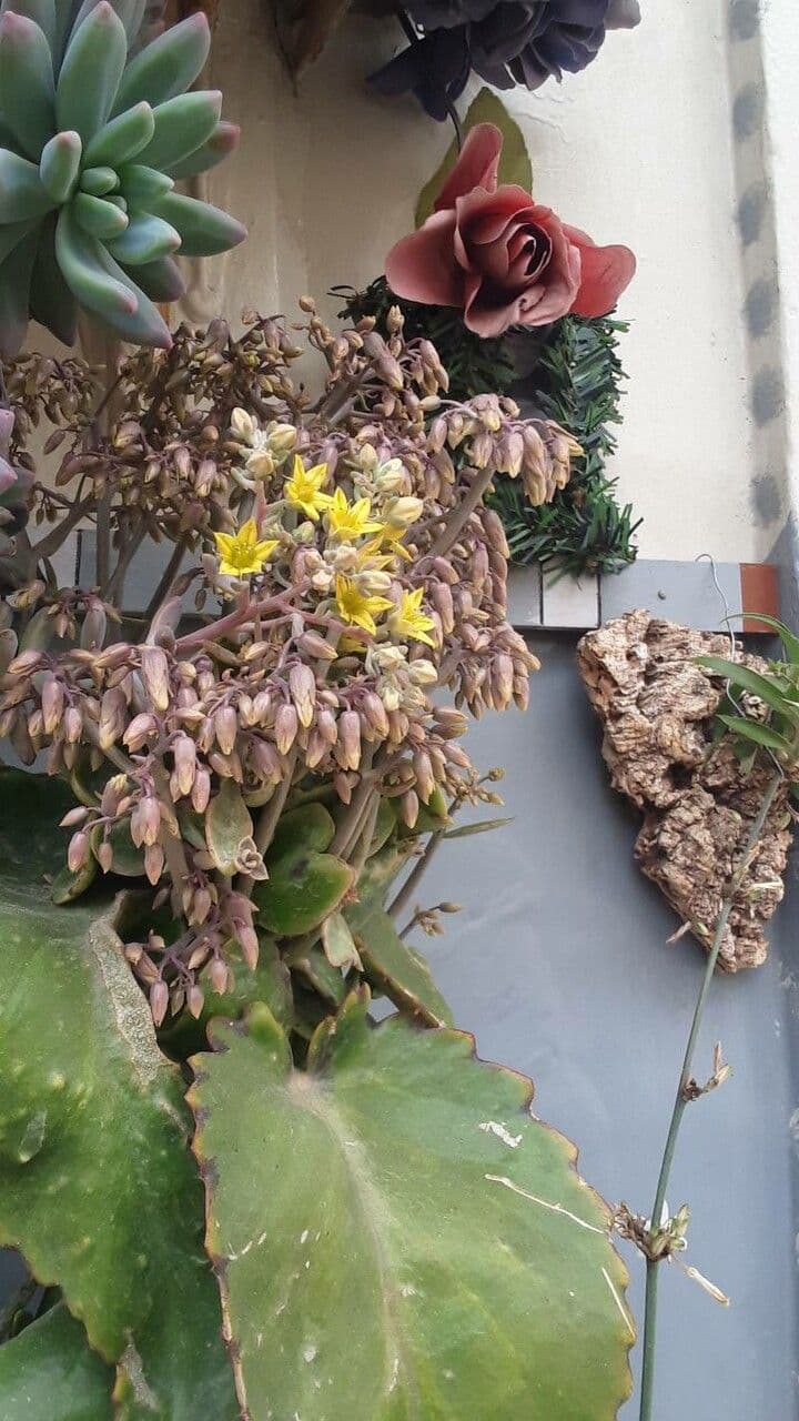 Sierra-Fetthenne Sedum obtusatum mit Herbstglanz