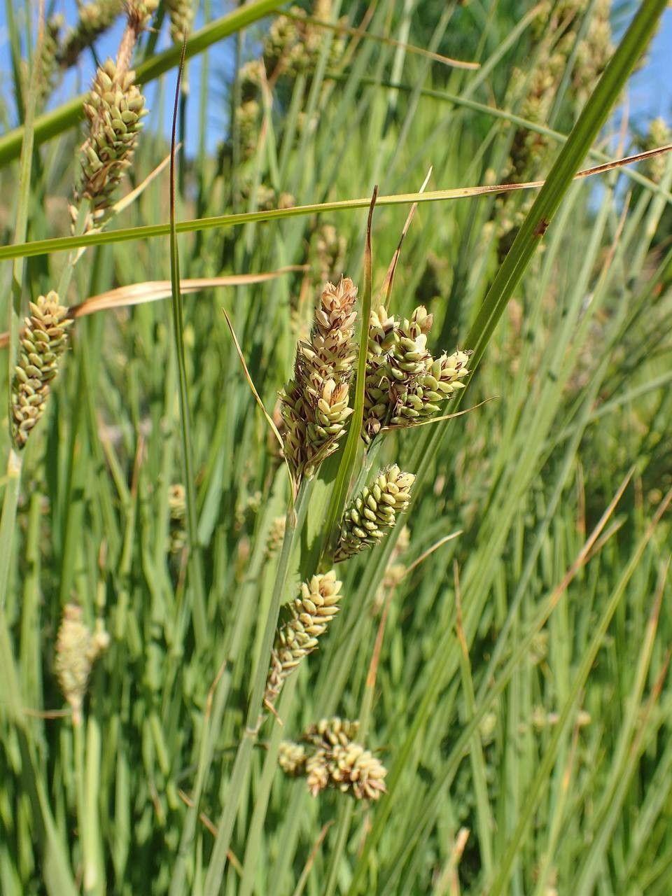 Carex buxbaumii in natural habitat with brown flowering spikes in May