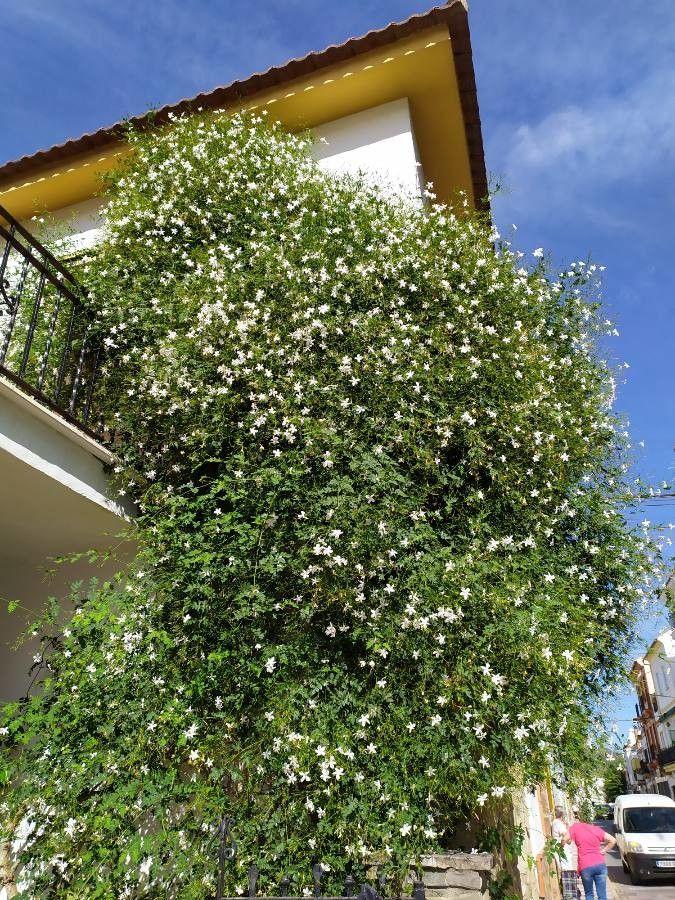Weißer Jasmin mit weißen sternförmigen Blüten an einer Holzpergola an einem Sommertag