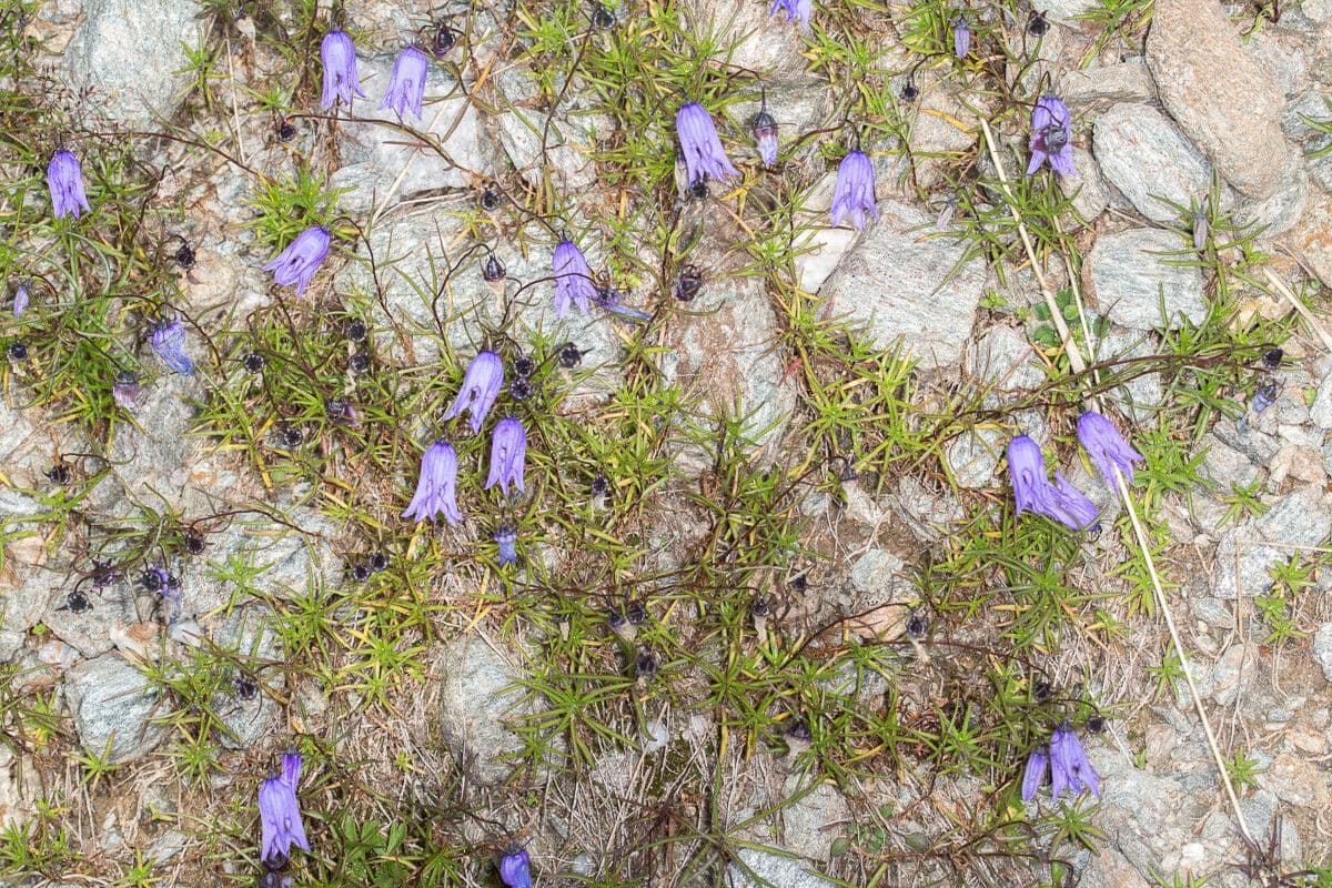 Ingesneden klokjesbloem blauwe bloemen
