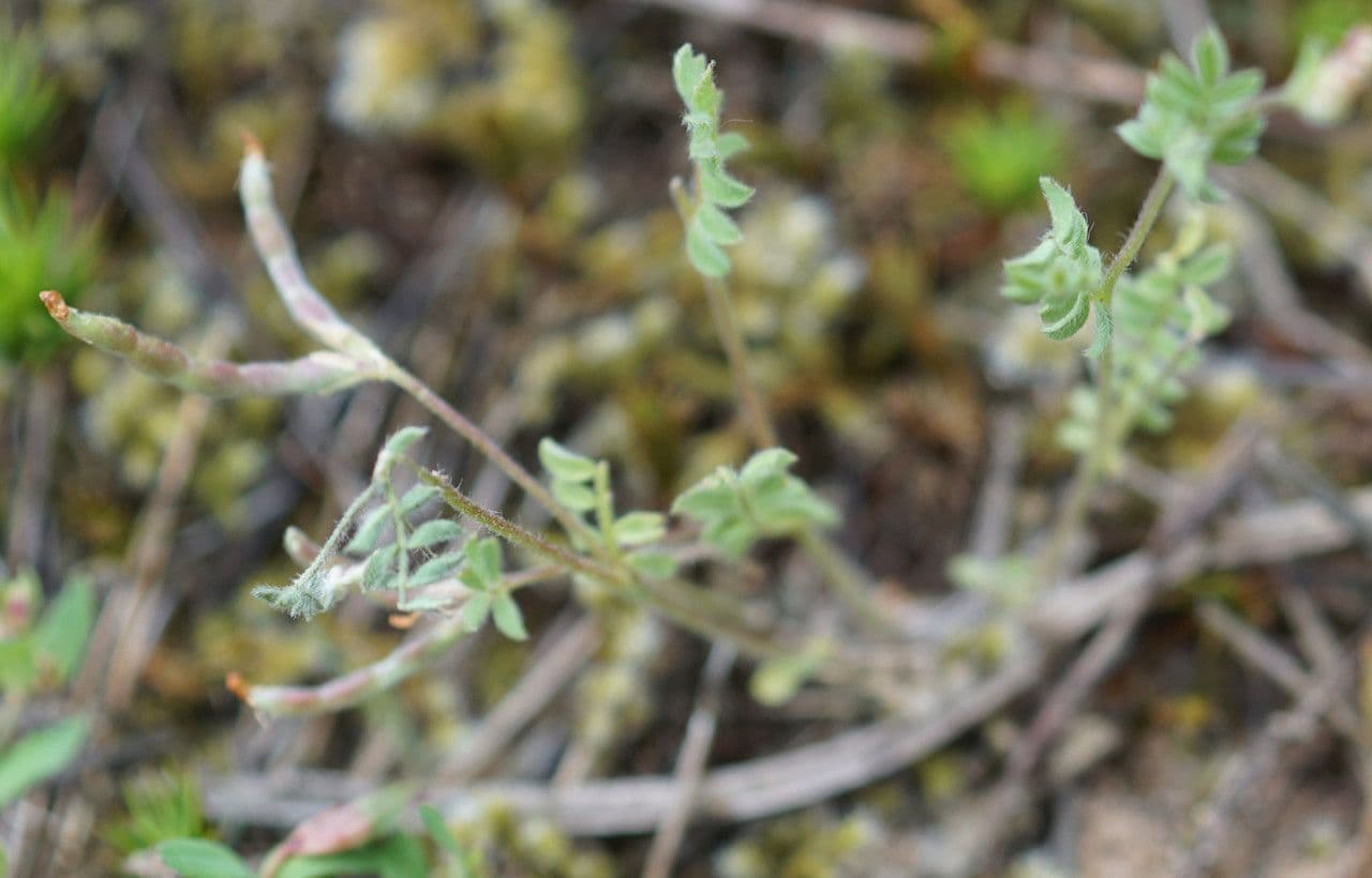Small pink-yellow flowers and delicate leaves of bird's-foot plant