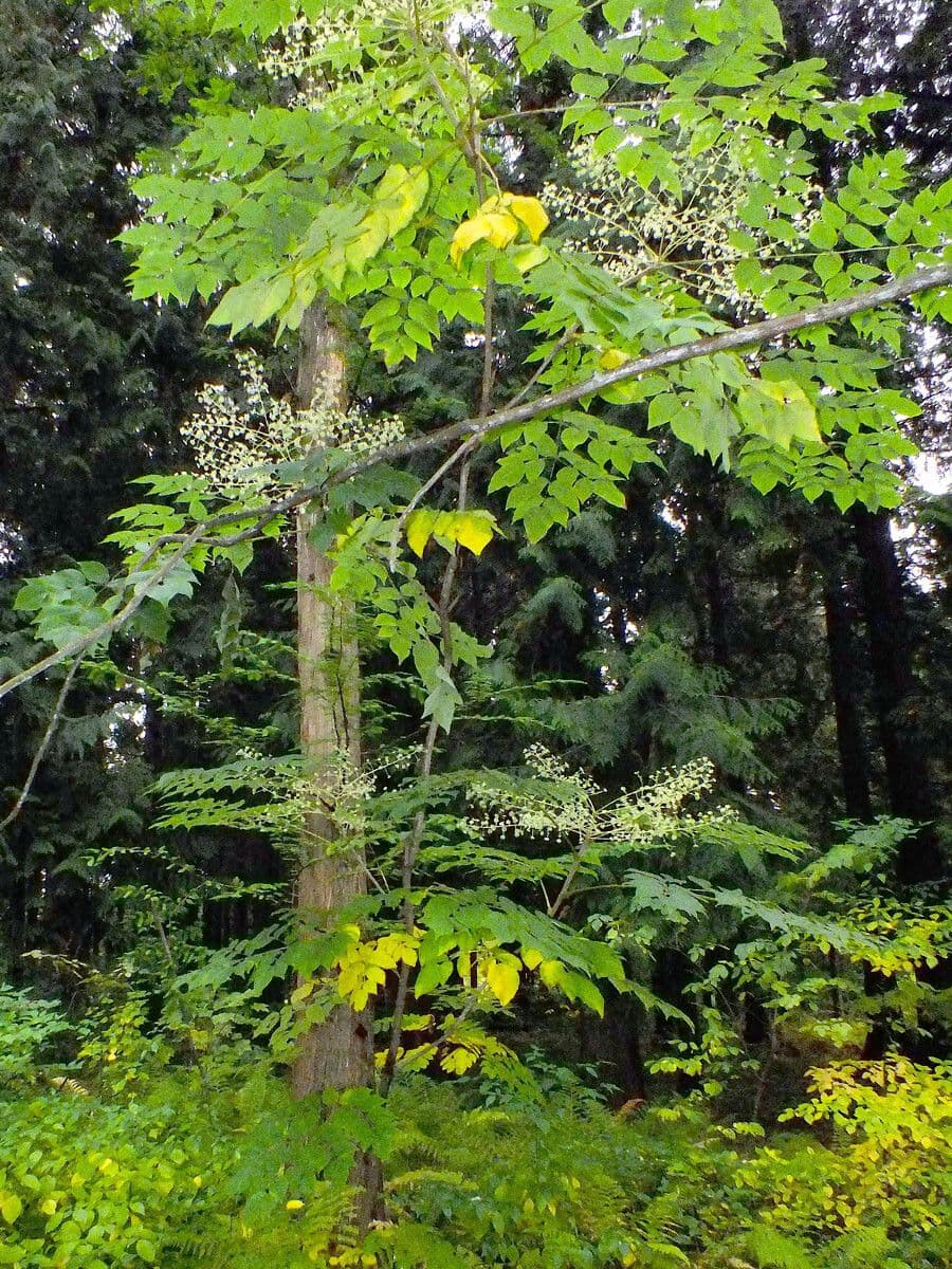 Udo plant with large heart-shaped leaves and fine structure