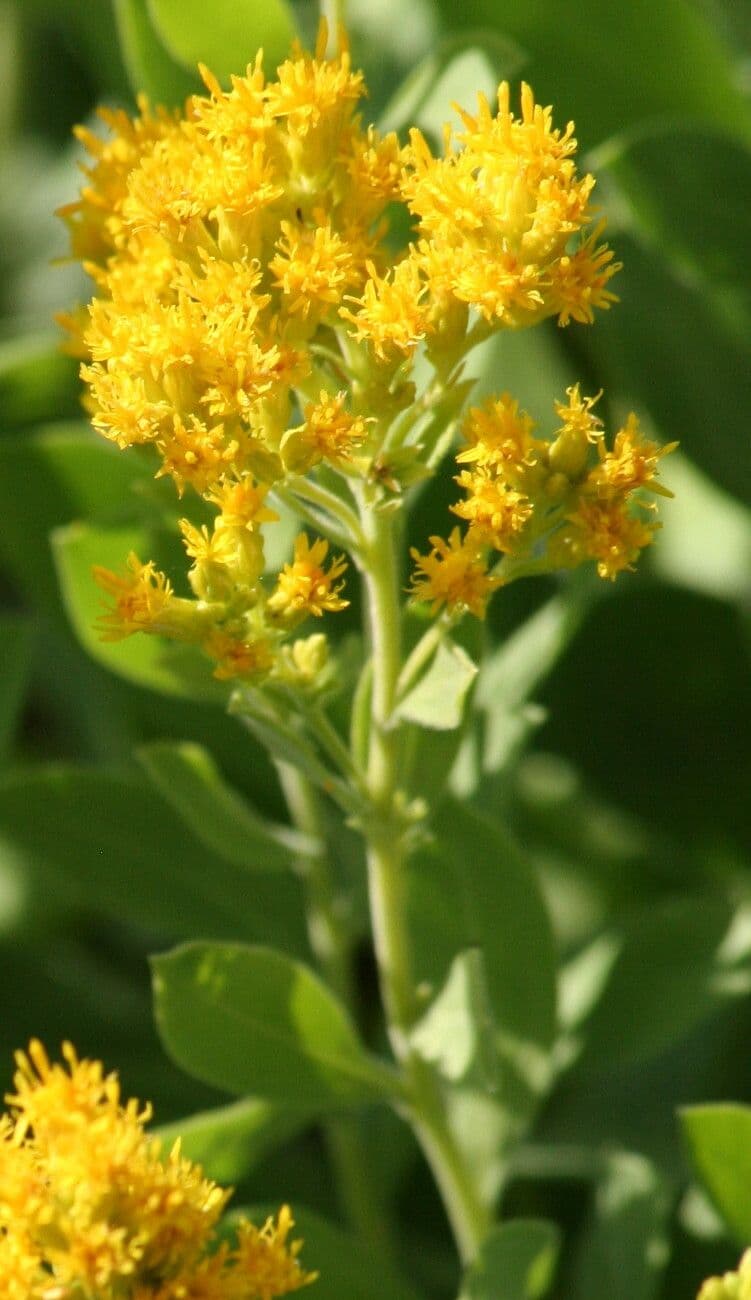Silbergraue, samtige Blätter und gelbe Blütenstände von Solidago mollis