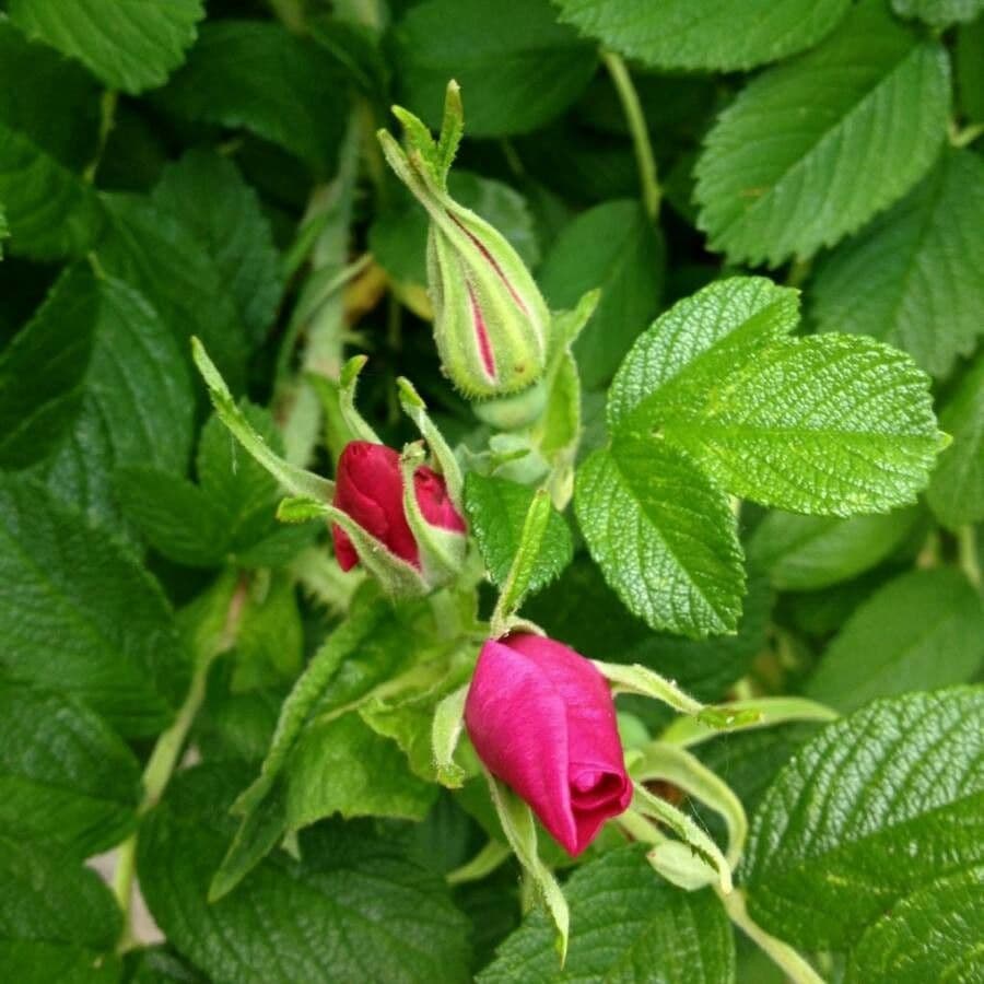 Kartoffel-Rose (Rosa x rugosa) mit grossen rosa Blueten und runzeligen Blaettern