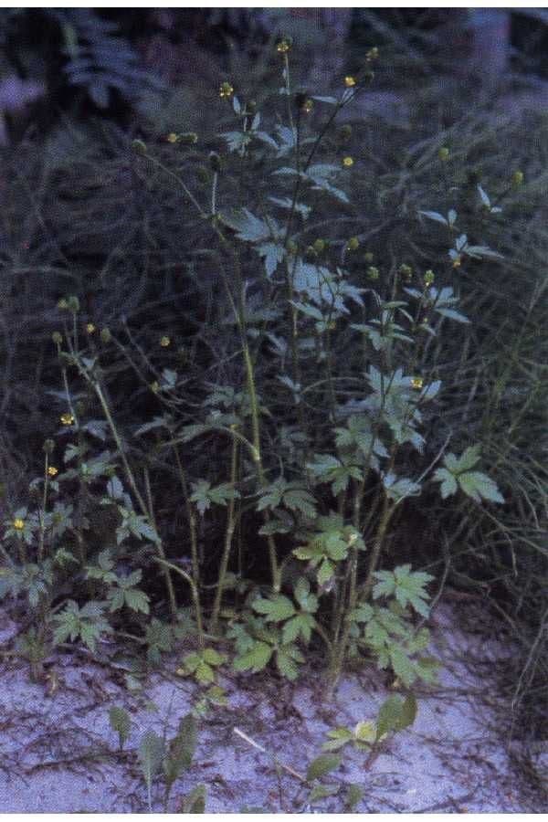 Ranunculus pensylvanicus plant with yellow flowers at water's edge