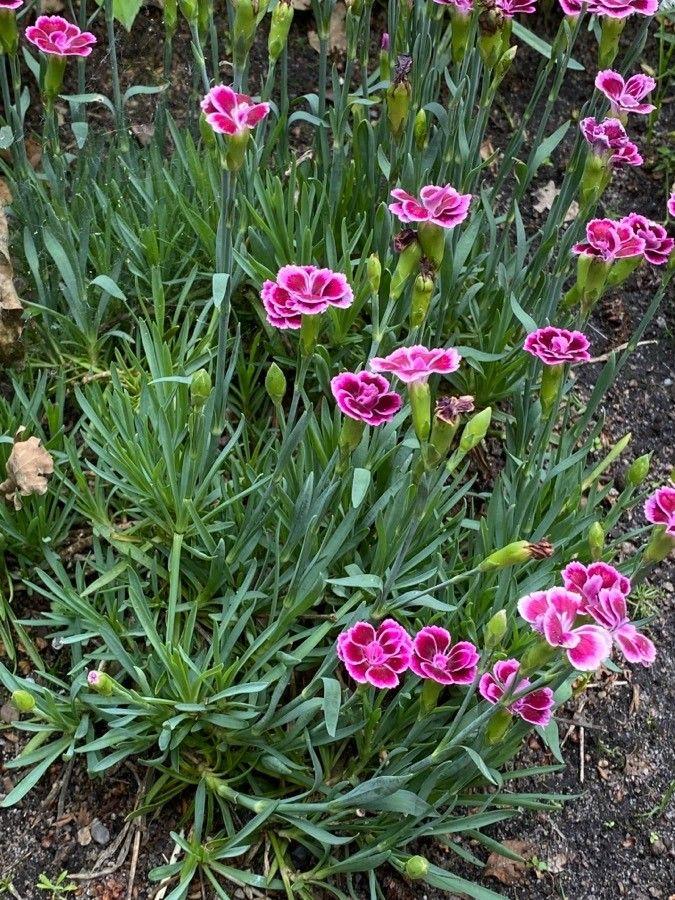 Bart-Nelke in voller Blüte in einem sonnigen Bauerngarten