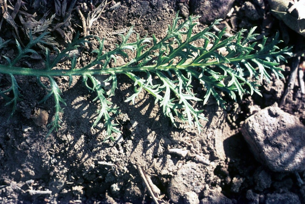 Fleurs violettes de Gilia achilleifolia