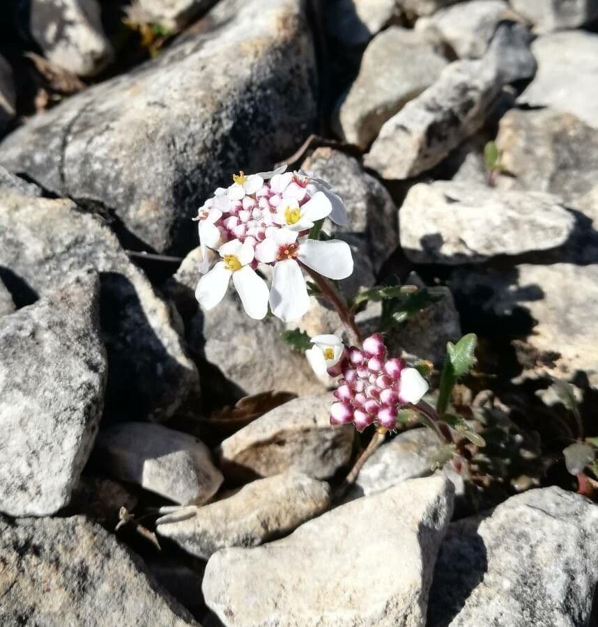 Iberis carnosa white flowers growing on rocky slope