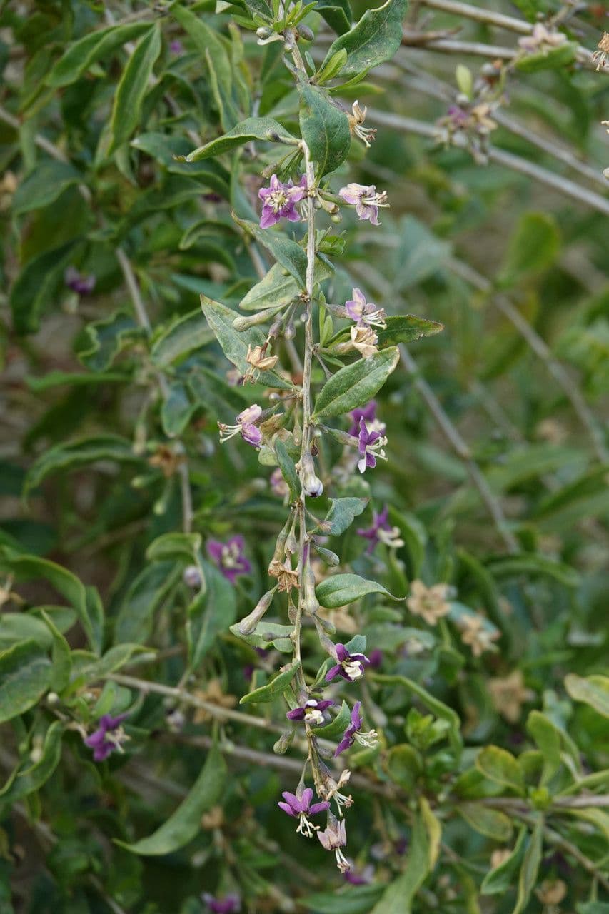 Chinese boxthorn with red goji berries and purple flowers