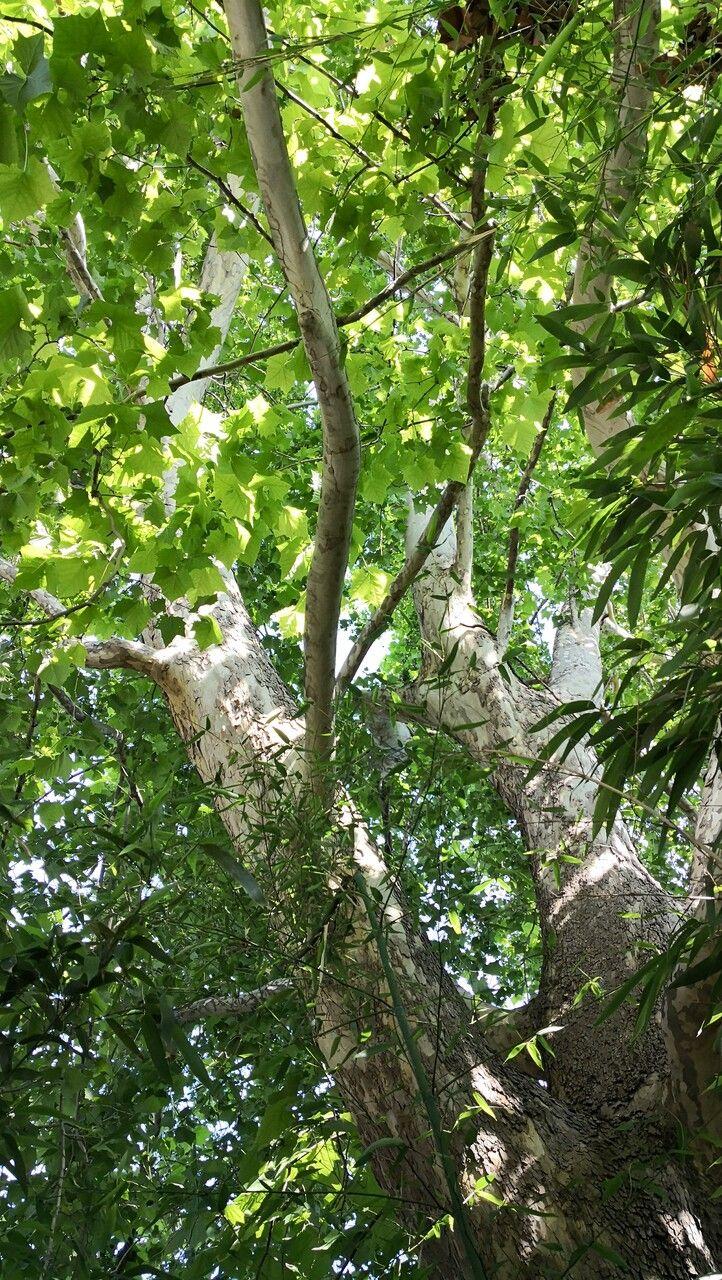Eine ausgewachsene Ahornblättrige Platane im Frühjahr mit abblätternder Rinde und frischem Laub