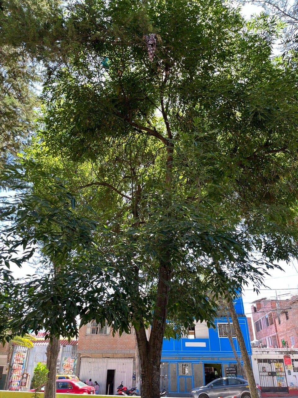 Shamel ash with feathered leaves