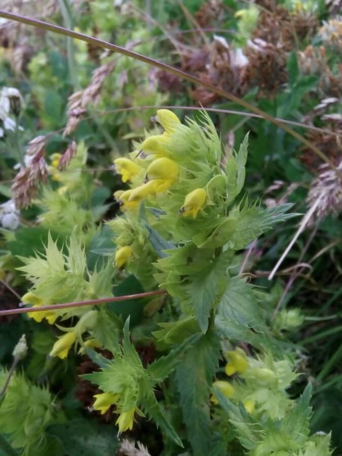 Rhinanthus glacialis bergklappertje met gele bloemen op een Alpiene bergweide