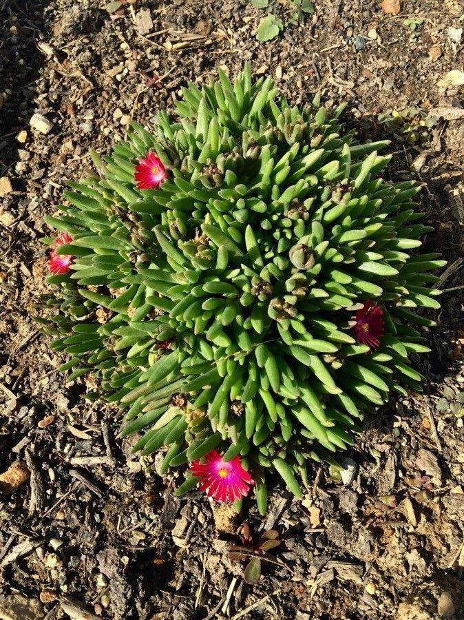 Geopende purperen bloemen van Carpobrotus edulis op een zonnige helling langs de kust