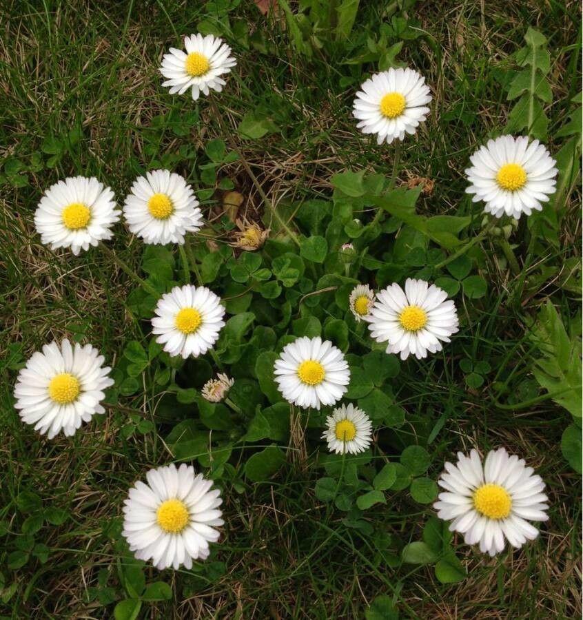 Een dichte groep Madeliefjes bloeiend op een licht beschaduwde plek in een natuurlijke tuin