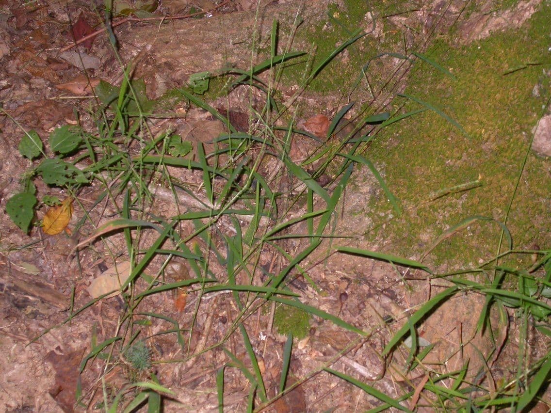 Leersia virginica, witte rijstgras, in zijn natuurlijke vochtige standplaats