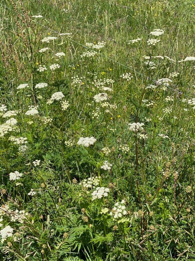 Blooming Golden-chervil in a sunny garden border with feathery grey-green foliage and white umbels