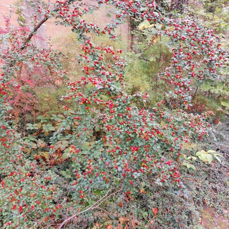 Sparrige Steinmispel mit bogig abstehenden Zweigen und orangefarbenen Beeren im Herbst