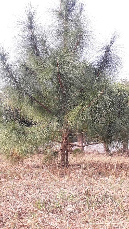 Un pin des Canaries majestueux à la cime large et en forme de parasol dans un jardin ensoleillé