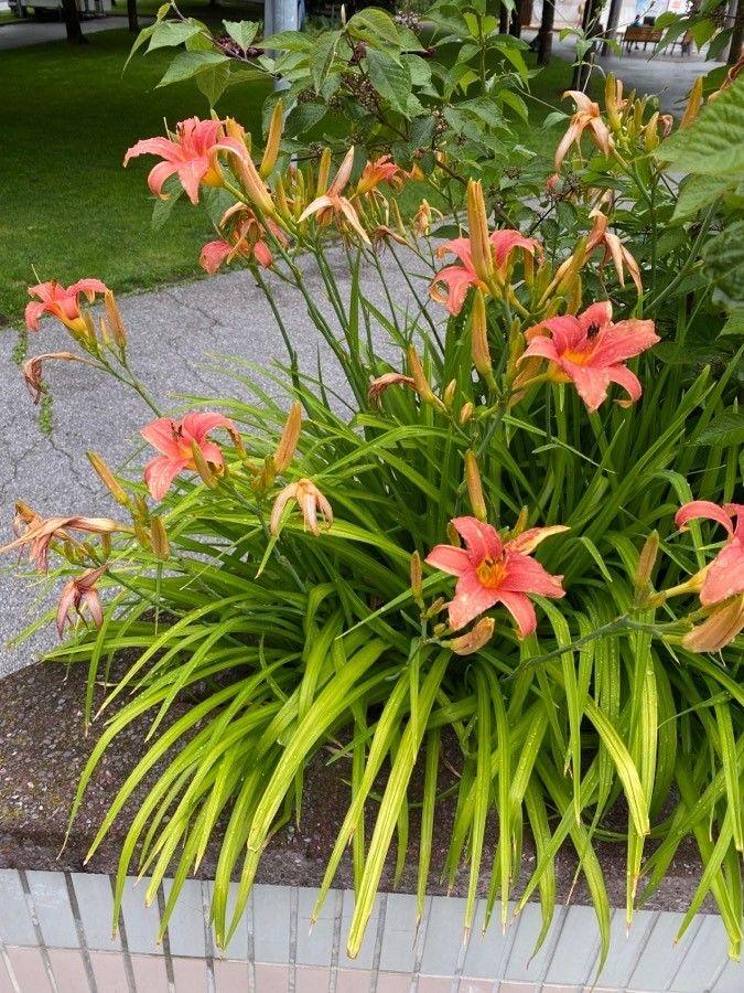Braunrote Taglilie mit orangegelben Blüten in einem sonnigen Beet am Morgenlicht