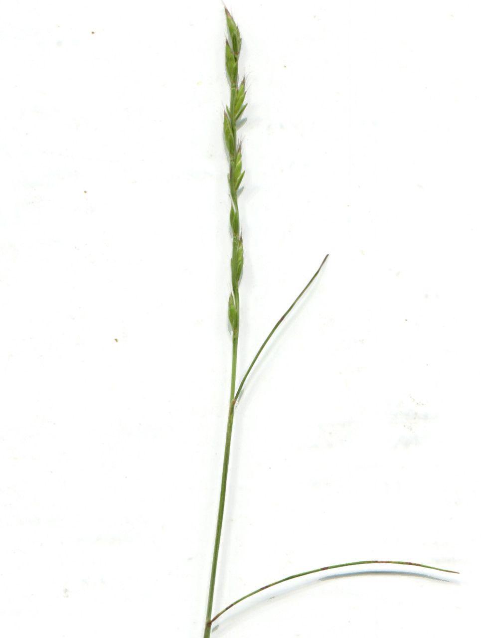 Catapode des graviers dans un jardin ensoleillé et bien drainé, formant des touffes bleu-vert avec de délicates hampes florales argentées.
