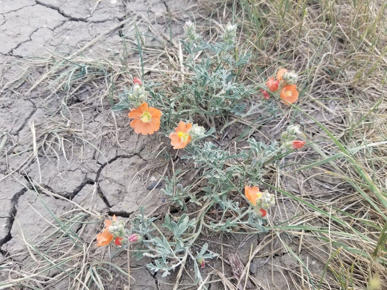 Sphaeralcea coccinea with vivid scarlet-red flowers on an open sunny prairie