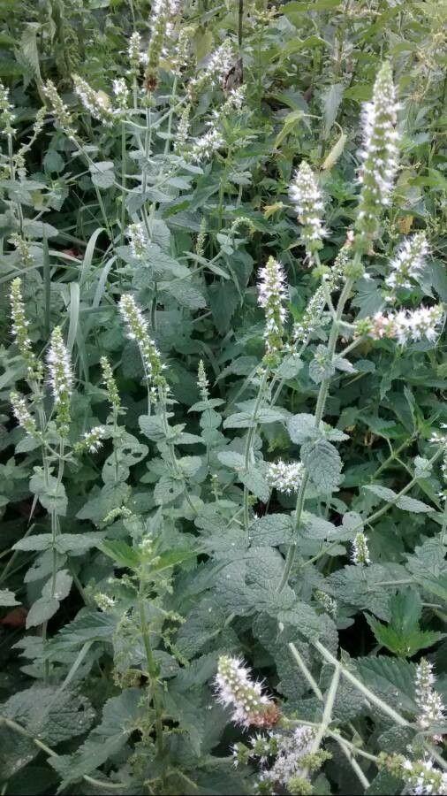 Apfelminze mit wolligen, runden Blättern und weißen Blütenständen in einem gemischten Staudenbeet