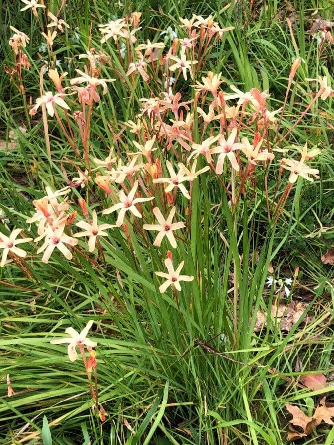 Ixia paniculata met buisvormige gele en rode bloemen