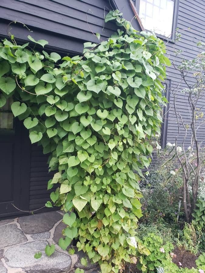 Aristolochia macrophylla leaves and flowers