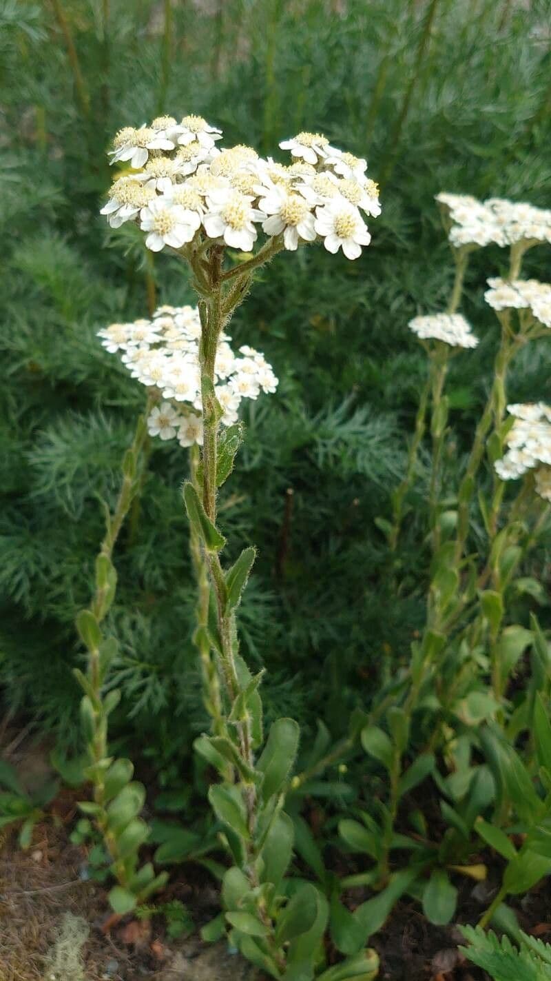 Zungen-Schafgarbe (Achillea lingulata) in bloei