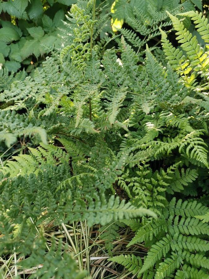 Brede stekelvaren in een bosachtige, vochtige tuinomgeving met donkergroene bladeren