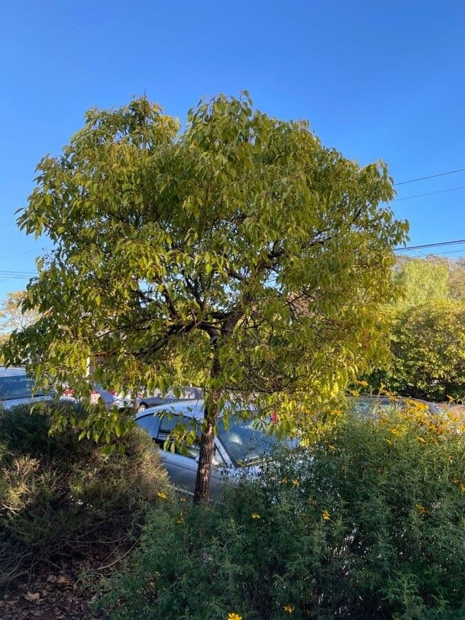 Cinnamomum camphora kamperboom met glanzende groene bladeren