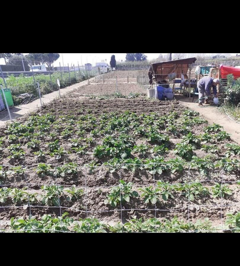 Vers geoogste aardappelen naast een groene aardappelplant in volle groei op een zonnige dag