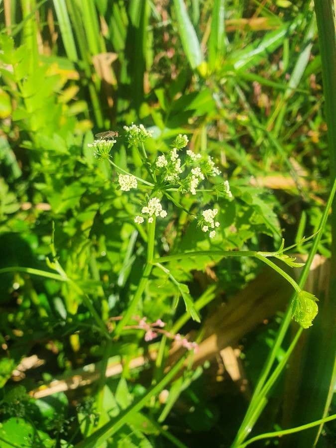 Water-parsnip (Berula erecta) with delicate, finely dissected leaves along water margin