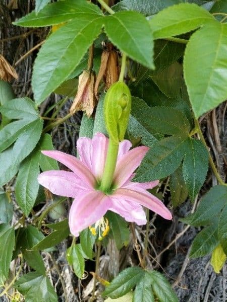 Fleur de Passiflora mixta avec apparence frappante