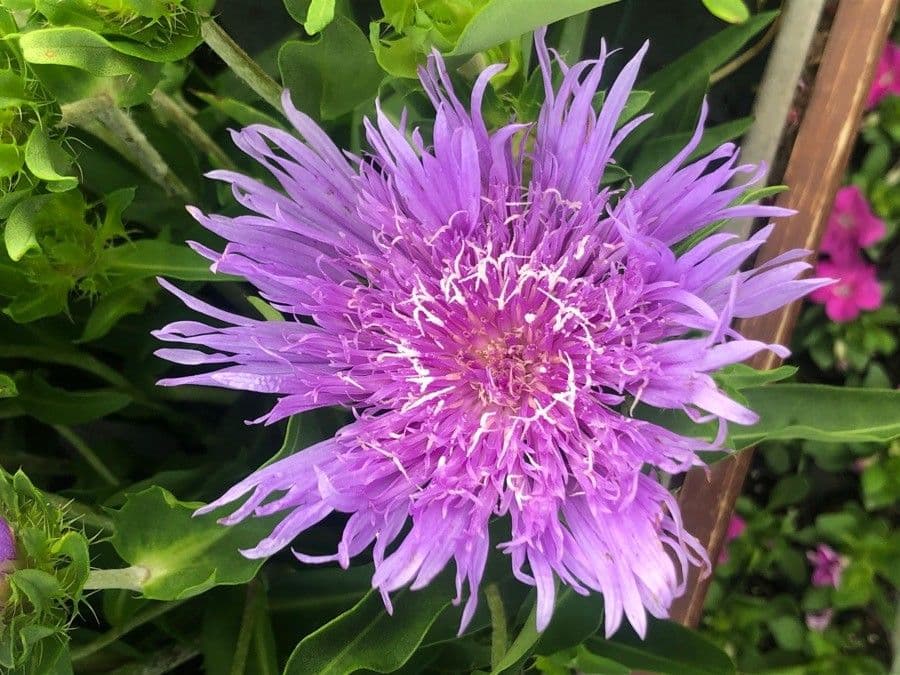 Grosse lavendelblaue Bluten der Stokesia laevis in voller Sommerblute