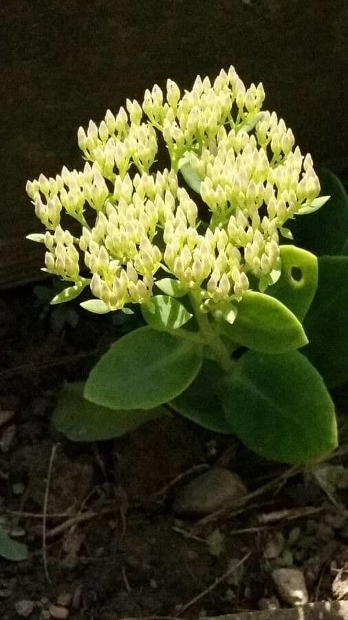 Sedum albomarginatum mit weissgeranderten Blättern
