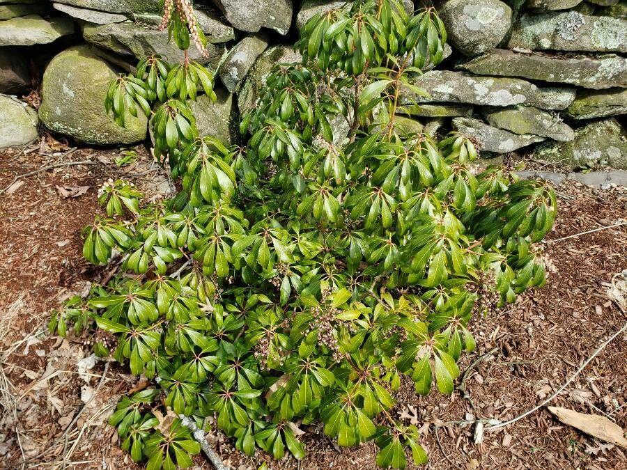 Japanese pieris (Pieris japonica) in full bloom with fresh bronze new growth and creamy white flower clusters